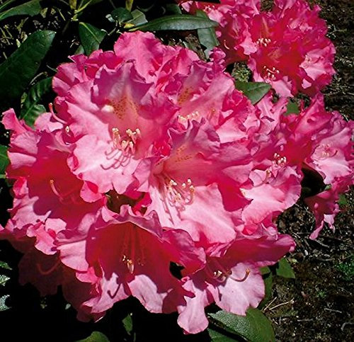 Hochstamm Rhododendron Kalinka 80-100cm - Alpenrose
