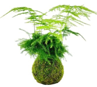 DECOALIVE Kokedama Artesanal Asparagus Setaceus – Helecho Plumoso Planta Viva Interior