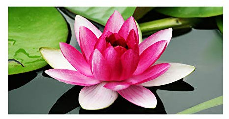 Tulup Glas-Bild Wandbild aus Glas - Wandkunst - Wandbild hinter gehärtetem Sicherheitsglas - Dekorative Wand für Küche & Wohnzimmer 120x60 - Blumen & Pflanzen - Seerose - Rosa