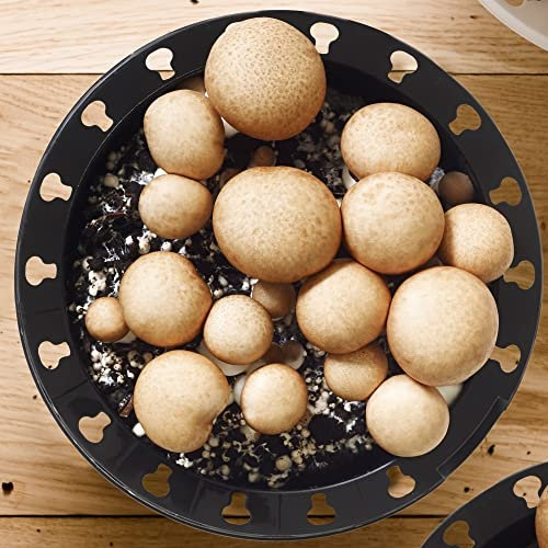 Kit de culture de champignons bruns | Faites pousser vos propres champignons Cremini à cuisiner
