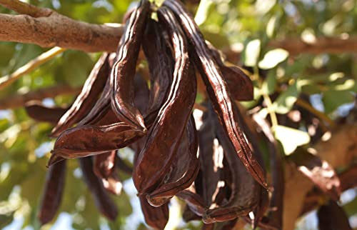 30 Semillas de Algarrobo - (Ceratonia Siliqua)
