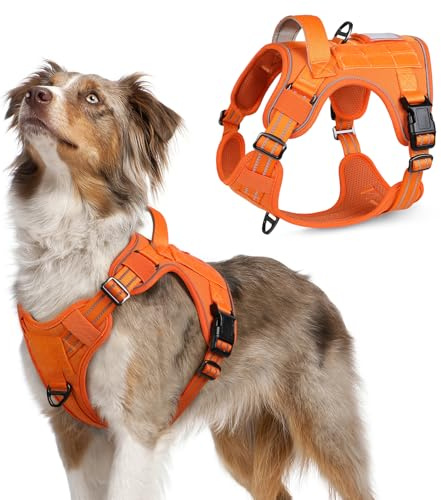 rabbitgoo Harnais Chien Anti Traction, Harnais Tactique Chien, Orange, M | avec Molle, Bandes Réfléchissantes, Poignée Renforcée, Deux Anneaux d'attache Solides, Facile à Mettre, pour Course et Chasse