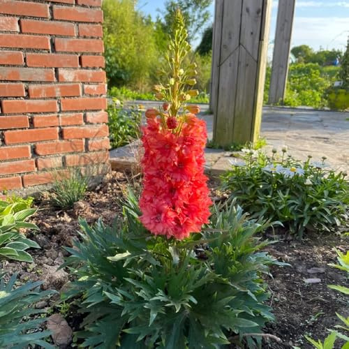semi di delphinium, delphinium resistenti per il giardino da aiuola rialzata resistenti all'esterno, ombra biologici aiuola 550pcs