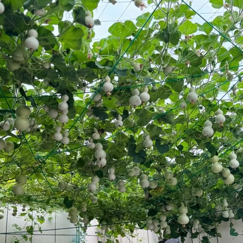 flaschenkürbis kaufen - alte sorten, garten kalebasse hochbeet balkon 10samen