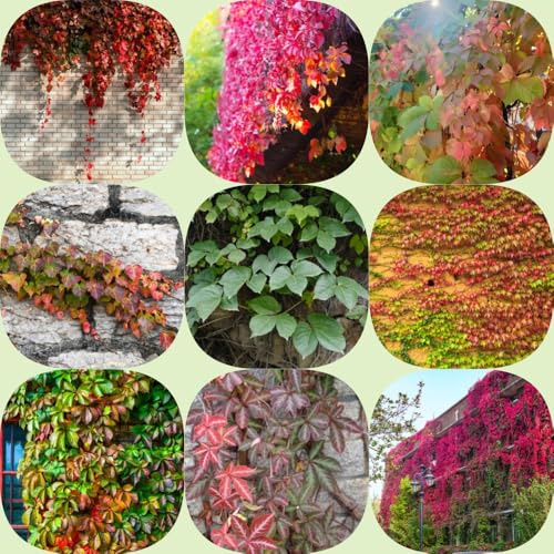 Semi di vite selvatica, Vite americana, rampicanti resistenti per giardinieri balcone semi di pendenti, resistenti, raro 450pcs
