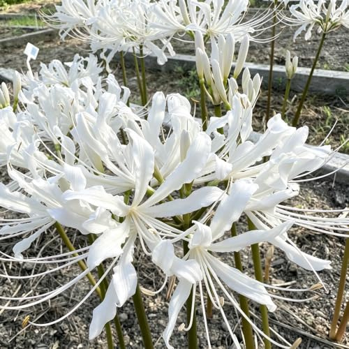 Lirio araña - Lycoris radiata de balcón de jardín resistentes balcón jardín 4bulbos