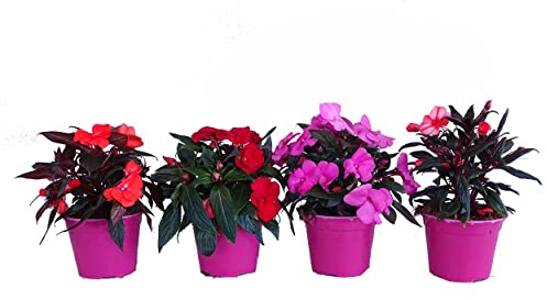 Impatiens - Pack de 4 Plantas Vivas - Planta Alegría con Flores para el Hogar