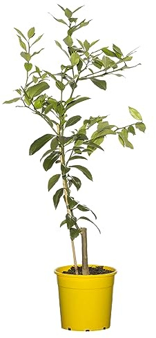 Citrus aurantiifolia Natural Árbol Frutal de la Lima para Amantes de la Jardinería