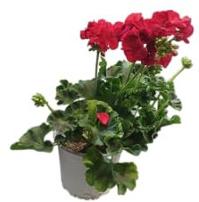 DECOALIVE Geranio Rojo – Planta Natural con Flores Intensas – Perfecta para Exteriores e Interiores