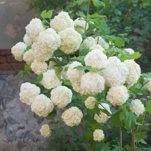 Semi di ortensia palla di neve, semi estivi giardino arbusti biologici decorazione da giardino per esterni serre da balcone copertura del terreno 10pcs