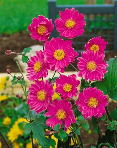 Anemone japonica 'Pamina' 9x9 cm Topf – Winterhart, Mehrjährig, Pflegeleicht – Herbst-Anemone – Staude für Beet & Halbschatten