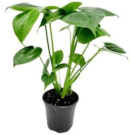 Planta Costilla de Adán - Monstera - Planta de Exterior o Interior Exótica