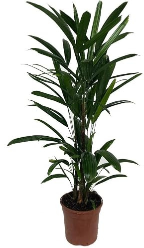 PLANTA NATURAL RAPHIS EXCELSA M17 60CM (PALMA BAMBÚ)