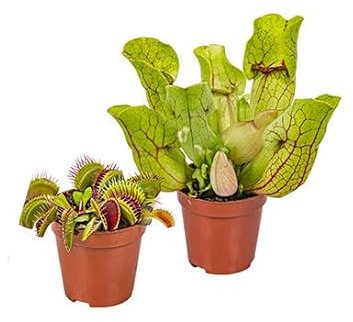 Pack Duo Carnívoro Venus y Sarracenia: Plantas Naturales Auyenta Insectos