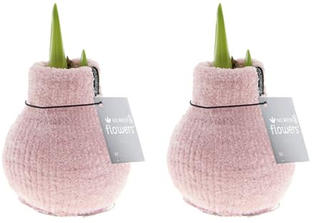 Bloomique - 2er Set - Cozy Rosa - Amaryllis in Wachs - No Water Flowers - Blumenzwiebel in Wachs - Weihnachtsgeschenke und Deko - 15cm hoch bei Lieferung - Wächst zu 40-60 cm