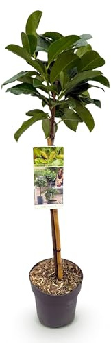 Prunus laurocerasus Etna - Plante sur tige - Plante de terrasse - Persistante - Peu d’entretien - 80-90cm - Ø19cm - Plante de jardin
