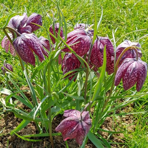 Bulbos de lirio a cuadros Resistente al invierno, jardín de mariposas Decoración de jardín para exteriores bulbos de floración temprana resistentes 15pcs