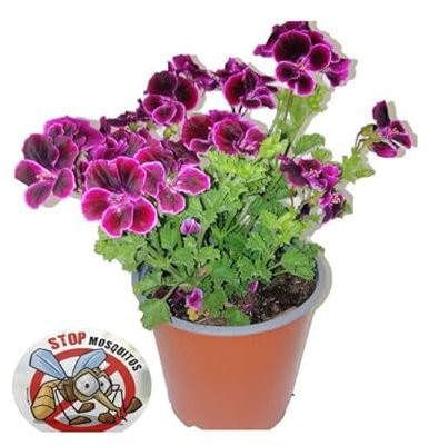 DECOALIVE Geranio con Olor a Limón Ahuyenta Insectos y Mosquitos