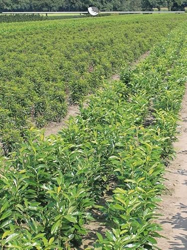 Kirschlorbeer Prunus Genolia 140-160 cm im Topf. 5 St. Kirschlorbeer Hecke