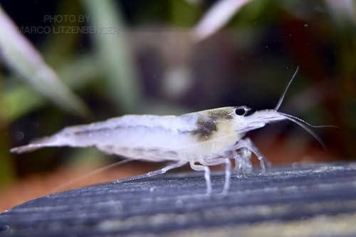 Snow White Amano Garnele - Caridina multidentata VAR. Snow - Rarität und gegen Algen im Aquarium