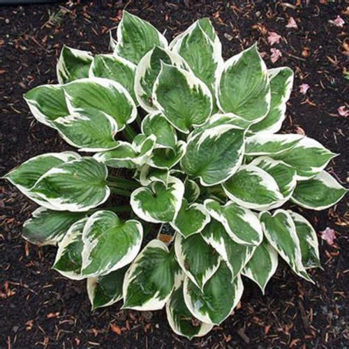 Hosta Strong Plants That Grow Well UK Now Simple Planting Perennial Mix Golden Jade Carving Feels Perfect Bulbs for Planting Now UK