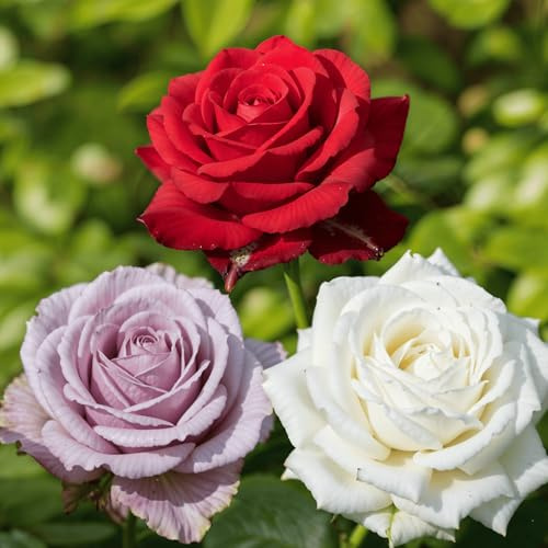 Rose Collection Weiß/Rot/Violett - 3 Plantes - Fleurs à Planter Exterieur - Parfumées - Vivaces & Résistantes - Plantes de Hollande (pas de graines, pas artificiel)