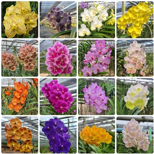 semi di orchidea vanda - balcone esotiche giardino, perenni resistenti 300pcs