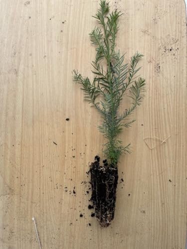 Coast Redwood Tree 20/40cm (Cell) - Sequoia sempervirens - Tallest Conifer