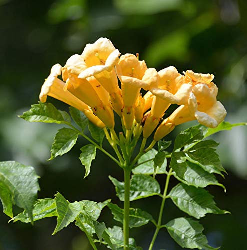 Gelbe Klettertrompete 80-100cm - Campsis radicans - lebende Gartenpflanze aus den Baumschulen