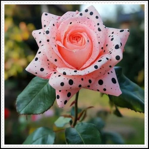 Excelente elección para arreglos de jardín/Los colores de los pétalos varían//Raíz de rosa - (NVNJHJN).-1 rizoma-E