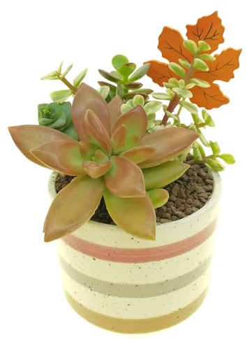 Composizione Cactus & Succulente in vaso design di ceramica di diametro 10cm