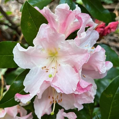 Semi di rododendro, azalea rustica, campo resistenti, Le perenni sono resistenti da balcone 10pcs