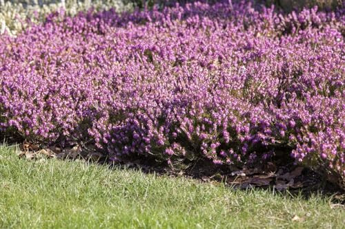 Erica carnea 'Rosalie' ca. 11x11 cm Topf - Winterheide, rosafarbene Blüten, Blütezeit Januar-April, ideal für Steingärten, winterhart und pflegeleicht