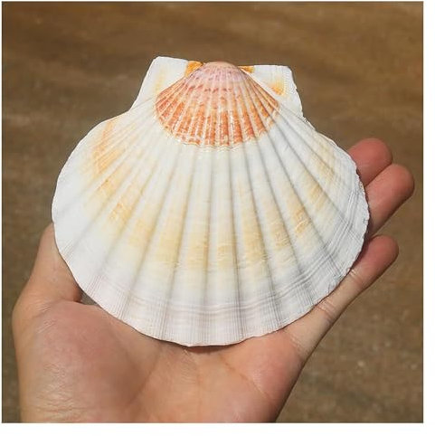 Coquillage naturel de coquille de noix de Conque， Coquilles Saint-Jacques bicolores de grande taille 10 à 11 cm Coquillages naturels de grande taille provenant de la mer Coquillages de plage for l'art