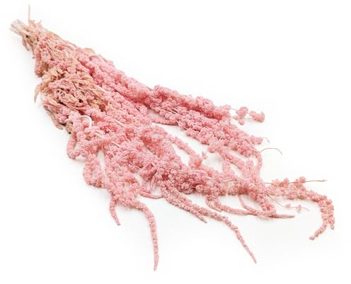 Enchanted Trockenblumen Dekogras Stabilisierter Amaranth Getrocknetes Gras Ziergras Natürlich Deko Rosa Italien