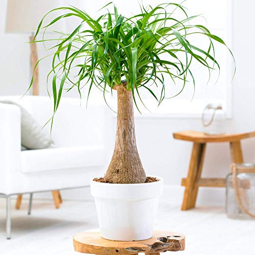 Beaucarnea Recurvata | 30-40cm Potted Ponytail Palm | Indoor Plant Gift