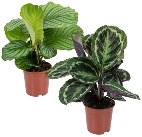 Bloomique - 2er-Set Calathea - Medaillon und Orbifolia - Pfauenpflanze - Zimmerpflanzen - Luftreinigend - Tierfreundlich - Höhe 40-50 cm - Topf 14 cm