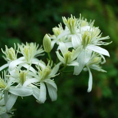 Plant World Seeds - Clematis Flammula Seeds (Hardy Climber Seeds)