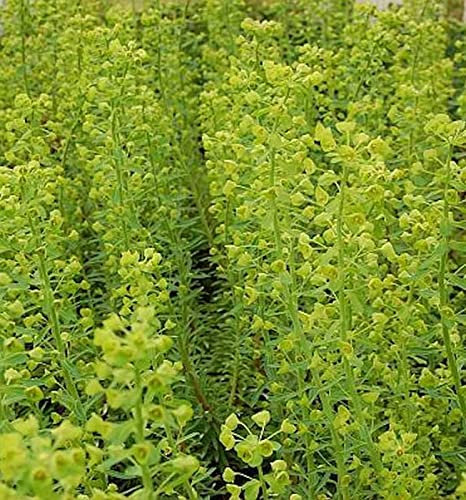 Zypressen Wolfsmilch Forescate - Euphorbia characias - lebende Gartenpflanze aus den Baumschulen
