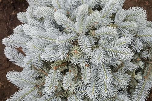 Picea pungens 'Glauca Globosa' 80–100 cm – Immergrün, Winterhart, Pflegeleicht – Blaue Kugelfichte – Kübelpflanze für Terrasse & Garten
