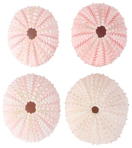 Toddmomy Lot De 4 Supports De Plantation D'Ananas en Coquilles D'Oursins Naturelles Et Conques Conteneurs DIY pour Succulentes Décoration De Balcon Fenêtre Bureau Et Maison 1.97X1.77X1.18 Pouces