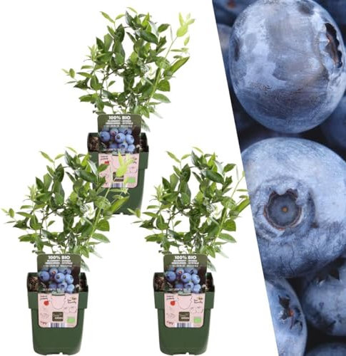 Plants by Frank | 3 Heidelbeeren Pflanzen | Blaubeeren Pflanzen | 100% Bio Obstpflanzen | Heidelbeeren | Blaubeeren | Gartenpflanzen | Winterharte Pflanzen für Garten