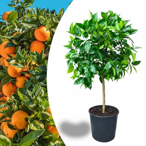 Arancio “citrus sinensis” Arancio Washington pianta innestata in vaso ø22 cm di 2/3 anni, Agrumi di Sicilia, Made in Italy, Vivaio di Castelletto