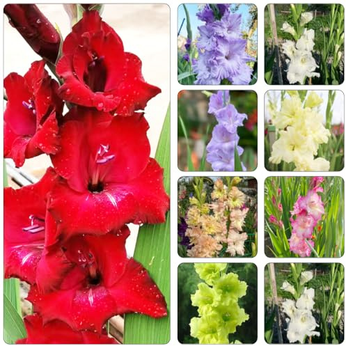 bulbi di gladioli riverdimento tetti letto elevato balcone interni decorativi giardino ufficio decorazione 5pcs