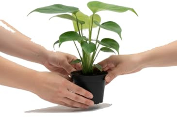 DECOALIVE Monstera Deliciosa para Interior - Maceta 12 cm, Altura 40 cm, Follaje Verde Decorativo