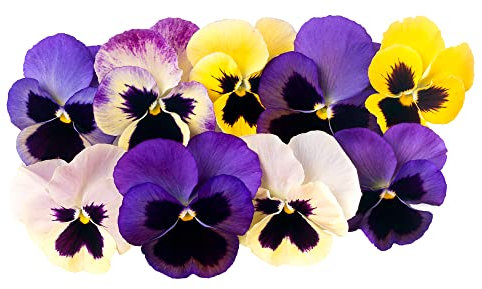 Viola Plants, Viola F1 Mixed Selection 'Sorbet Select XP', 20 x Full Plant Pack, Violas, Flowers, Garden Ready and Ready to Plant, Premium Quality Violas