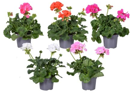 DECOALIVE Set de 5 Geranios de Exterior Ideales para Terraza y Jardín