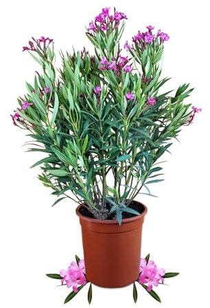 Meine Orangerie - Oliandro rosso Evolution – Esclusiva varietà speciale: particolarmente resistente al gelo, extra tanti fiori, assolutamente facile da pulire – da 60 a 70 cm – oleandro resistente