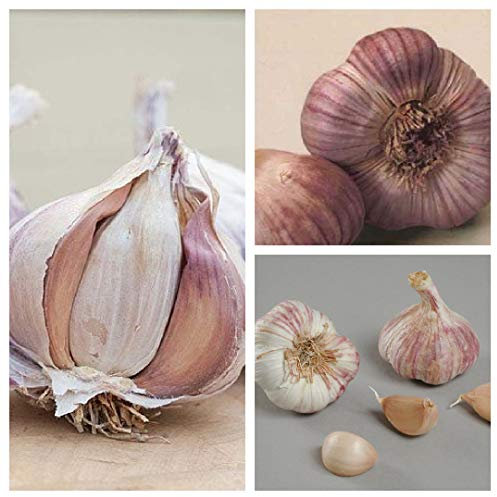 Garlic Bulbs 'Germidour Pink' - 4 Garlic Bulbs Or 40 Cloves for Planting Now