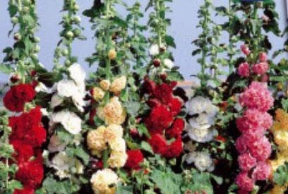 Pcs - 65x Rose Trémière Chaters Double Semences Jardin Plantes - Graines K336 - Seeds & Plants Shop by Ipsa